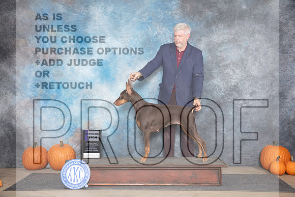 Doberman Pinscher #10 WB Sat Judge Ann Roth__JP_9600_Humble_2024_HR3