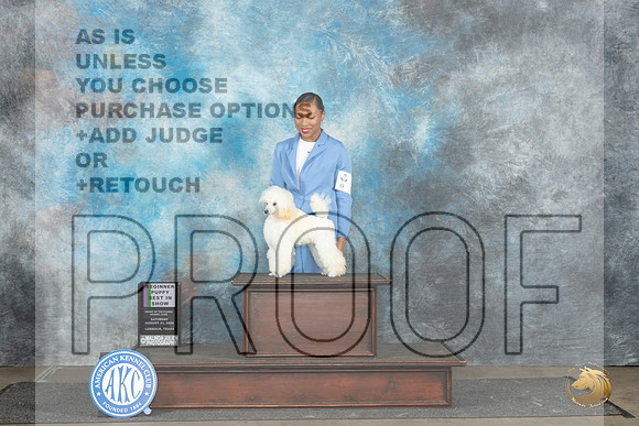 Poodle Miniature #8 Sat PBIS Judge Nancy Simmons__JP_3618_Lubbock_2024_HR3