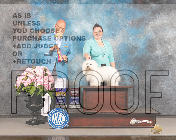 Coton de Tulear #6 FRI BOB BOBOH Judge Jeffery Bazell-_MJ_5354e_Hstn2022-HR3
