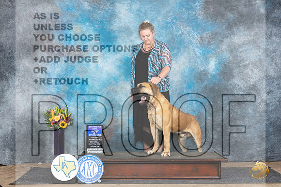 Boerboel #7 Sat BOW Judge Sharol Candace Way__JP_9898_Abilene_2024_HR3