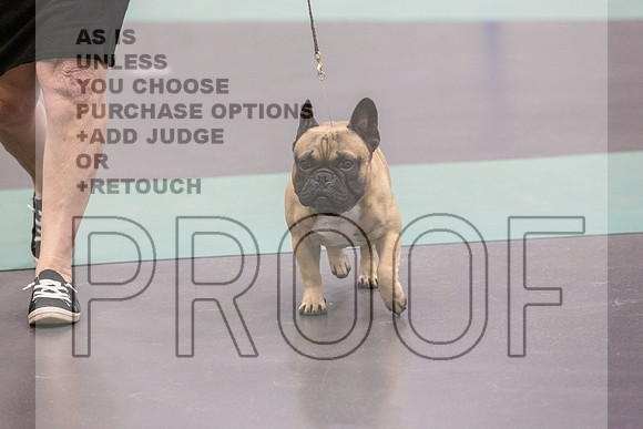 French Bulldog Sat Ring 2_JJL_0691_UKCLNGVIEWOCT2024_2024_HR3