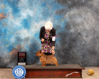 Norwich Terrier #9 Sat G2 Judge Gloria Kerr