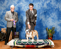 Bulldog #51 Sat WD Maj +A1
