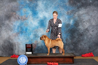 Chinese Shar Pei #6 Sat G2 Judge Pat Trotter