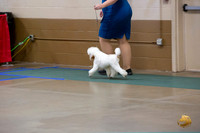 Poodle Minature #? Ringside Sat