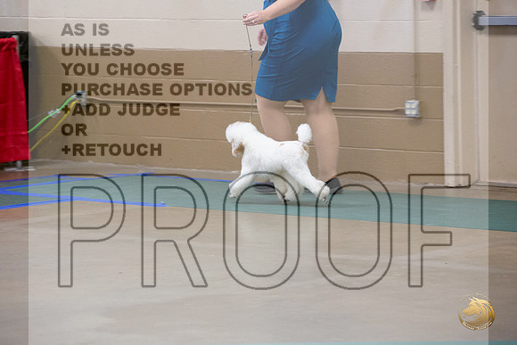 Poodle Minature # Ringside Sat_JJL_3912_LongviewTX_2024_HR3