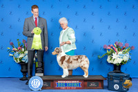 Australian Shepherd #18 THUR OHBIS Judge Ronald Freeman