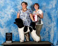 Poodle Std MC Sun New GrCh Wendy