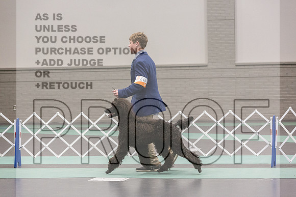 Poodle Std Rings Sat_JJL_8921_UKCLNGVIEWOCT2024_2024_HR3