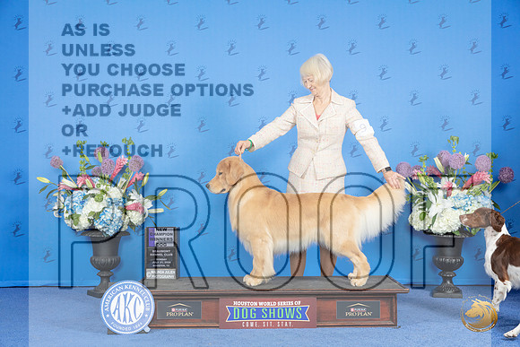 Golden Retriever #9 SUN WD NC Judge Sandra Lex__JP_0373_Houston_2024_HR3
