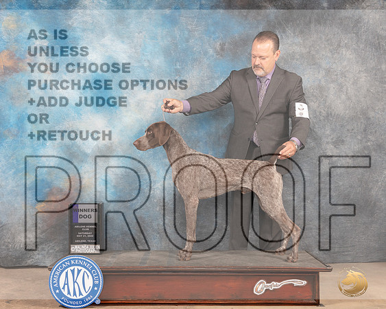 German Shorthaired Pointer #9 Sat WD Judge Eric Liebes-MMJ_4043-Abilene2022-HR3