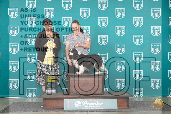 Cavalier King Charles Spaiel #675 Sat ABOBAG4 Judge Stephanie Mueller__JP_2566_Premier_2024_HR3