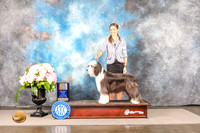 Bearded Collie #12 Sat BOWBOB Judge Carrie Chase