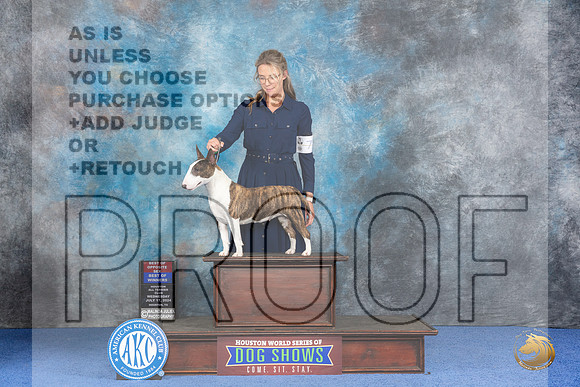Miniature Bull Terrier #6 WED WB BOW BOS Judge Wood Wornall__JP_7392_Houston_2024_HR3