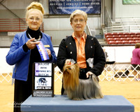 Yorkshire Terrier #14 Sat Major Win Winners Bitch Merkey Mary Ken Lambert Judge N Hafner