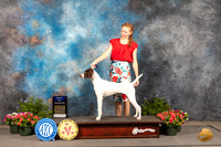 German Shorthaired Pointer #20 Thur BOW Judge Robert Shreve