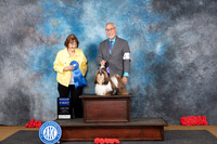 Shihtzu #5 Sat G1 Judge Helen Tomb-Taylor