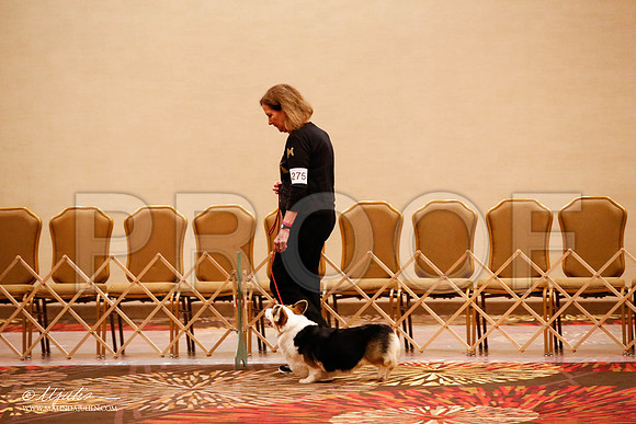 _JJ_8227-HstnCorgiFeb2015-HR3