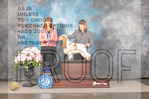 English Cocker Spaniel #18 Sun BOW Judge Linda Hurlebaus_MJ_7691_Houston_2022_HR3