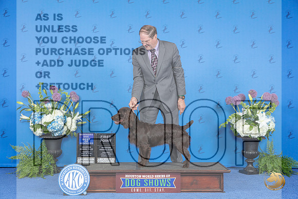 Boykin Spaniel #9 THUR WD BOW Judge Ann Yuhasz__JP_8074_Houston_2024_HR3
