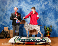 German Shorthaired Pointer #17 Sat BOW Maj +A1