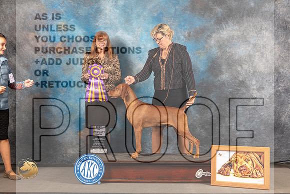 Vizsla #21 WED BOB Judge Linda Hurlebaus_MJ_2573_Houston_2022_HR3
