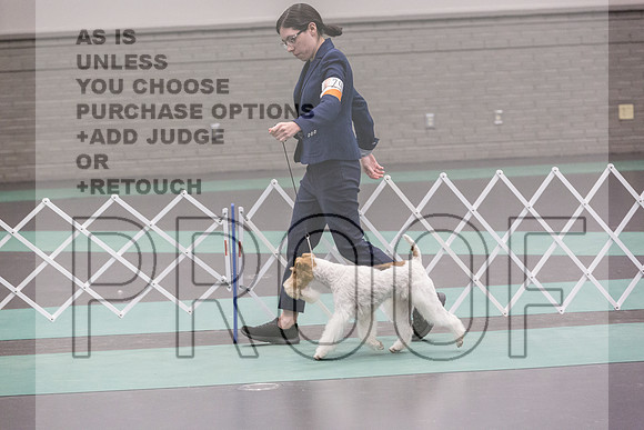 Wire Fox Terrier Sat Rings_JJL_0214_UKCLNGVIEWOCT2024_2024_HR3