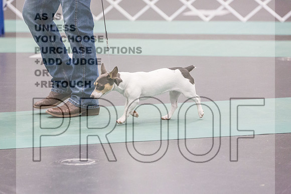 Teddy Roosevelt Terrier Rings Fri Ring 1_JJL_6523_UKCLNGVIEWOCT2024_2024_HR3