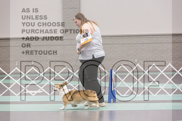Pembroke Welsh Corgi Rings Fri Ring 1_JJL_6109_UKCLNGVIEWOCT2024_2024_HR3