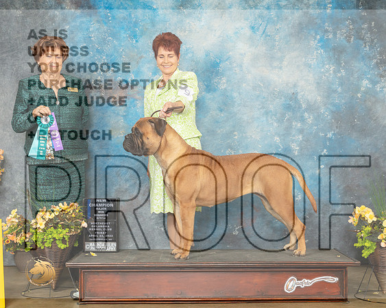 Bullmastiff #14 Fri WBNCh Judge Carol Jean Nelson-MMJ_9429-NWARK2022-HR3