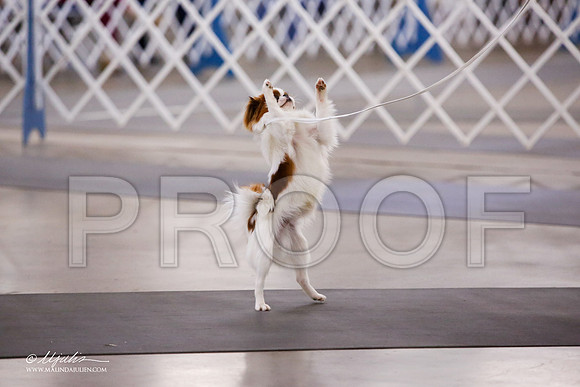_JJ_7721-AddisonHuskyMar2015-HR3
