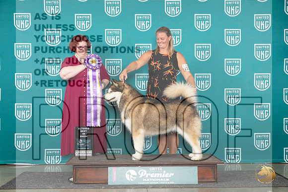 Alaskan Malamute #1301 Sat ABIS Judge Tracie Karsjens__JP_2612_Premier_2024_HR3
