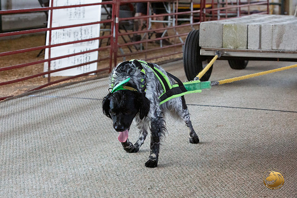 Weight Pull Longview WA 2024 Epagneul Breton_JJL_3585_Longview WA_2024_HR3
