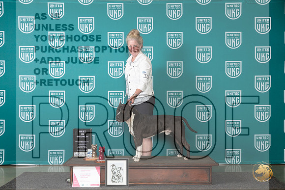American Pit Bull Terrier #103 Wed BISS Judge Cindy Sanders__JP_0262_Premier_2024_HR3