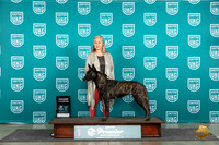 Dutch Shepherd #1107 Fri GCH Judge Stan Matsumoto