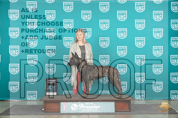 Dutch Shepherd #1107 Fri GCH Judge Stan Matsumoto__JP_1711_Premier_2024_HR3