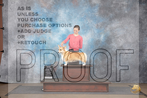 Pembroke Welsh Corgi #322 Sat NGCh Judge Brenda Landers__JP_2736_LongviewTX_2024_HR3