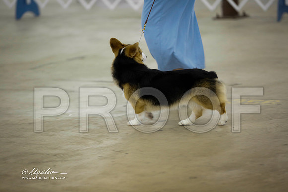 CorgiPW-1955-CantonOct13-HR