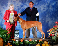 Rhodesian Ridgeback #15 Sat G3 Houston Nov 2013