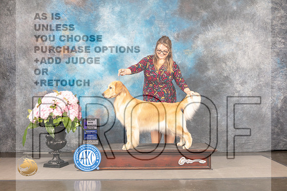 Golden Retriever #78 Sun WB Judge Joe Walton_MJ_7641_Houston_2022_HR3