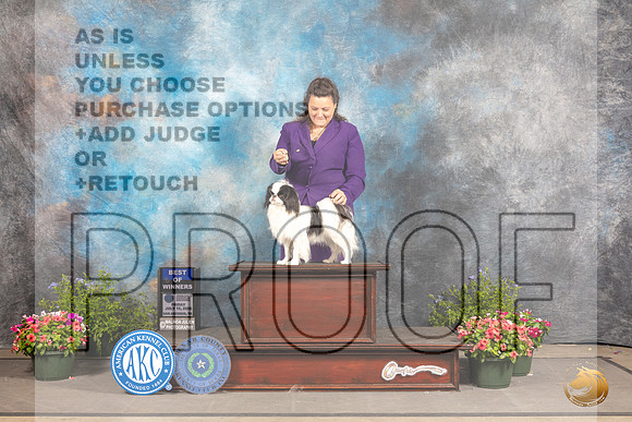 Japanese Chin #11 Fri BOW Judge Allen Odom_MJ_0034_SA_2022_HR3