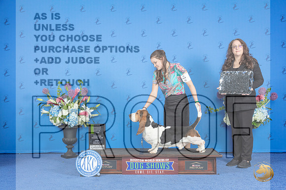 Basset Hound #5 FRI RBIS Judge Ann Yuhasz__JP_9501_Houston_2024_HR3