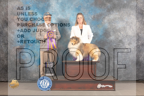 Shetland Sheepdog #29 WED BOB Judge Robert Olsen_MJ_2629_Houston_2022_HR3