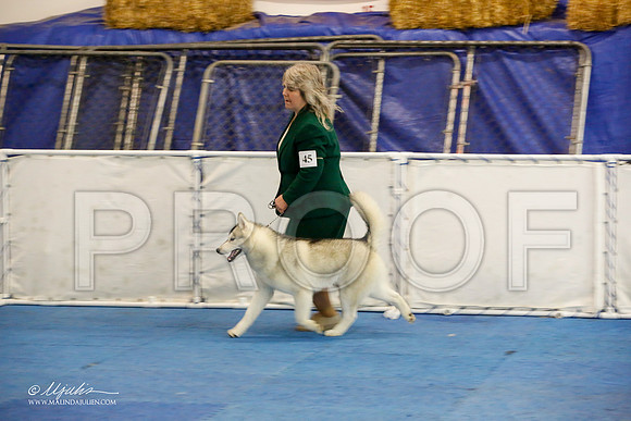 _M3_8245-AddisonHuskyMar2015-HR3