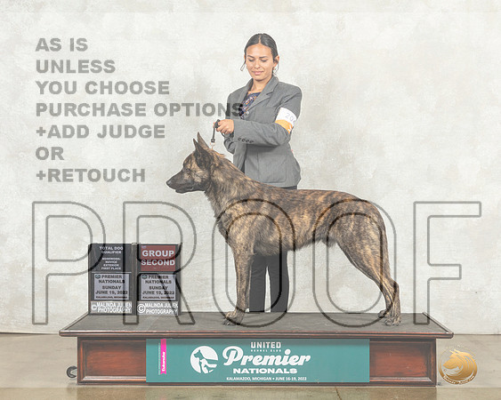 Dutch Shepherd #204 Sun G1 Judge Anotonio Raposo__MJ_8943_Premier_2022_HR3