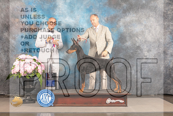 Doberman Pinscher #12 SAT WB BOS Major Judge Luis Sosa_MJ_6447_Houston_2022_HR3