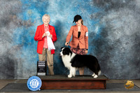 Border Collie #5 Sun G4 Judge Sharon Newcomb