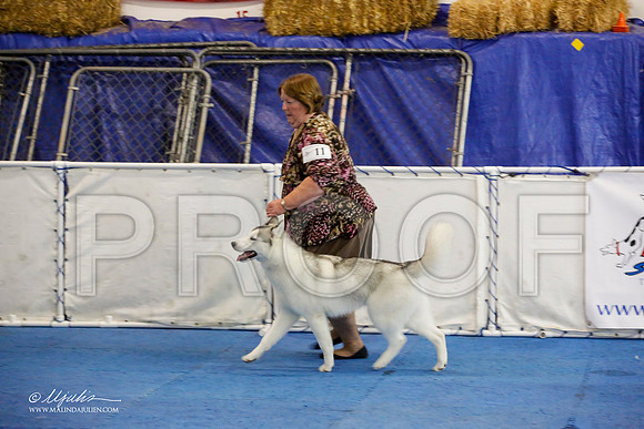 _M3_8235-AddisonHuskyMar2015-HR3