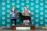 Black and Tan Coonhound # 588 Fri G1 Judge Carianna Glenn