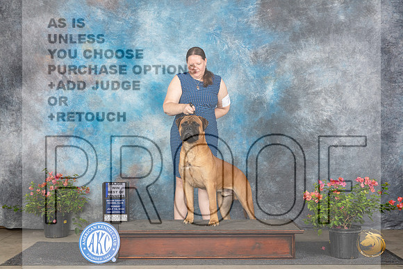 Bullmastiff #7 Sun WDBOWM Judge Karen McFarlane__JP_6101_San Antonio_2024_HR3